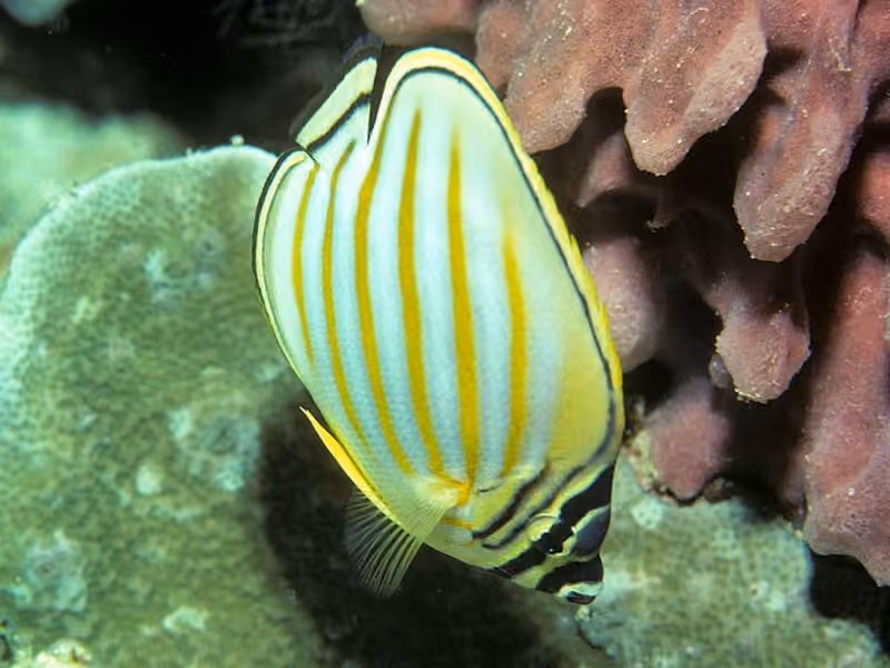 Dokumentasi Chaetodon ornatissimus