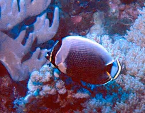 Dokumentasi Chaetodon reticulatus