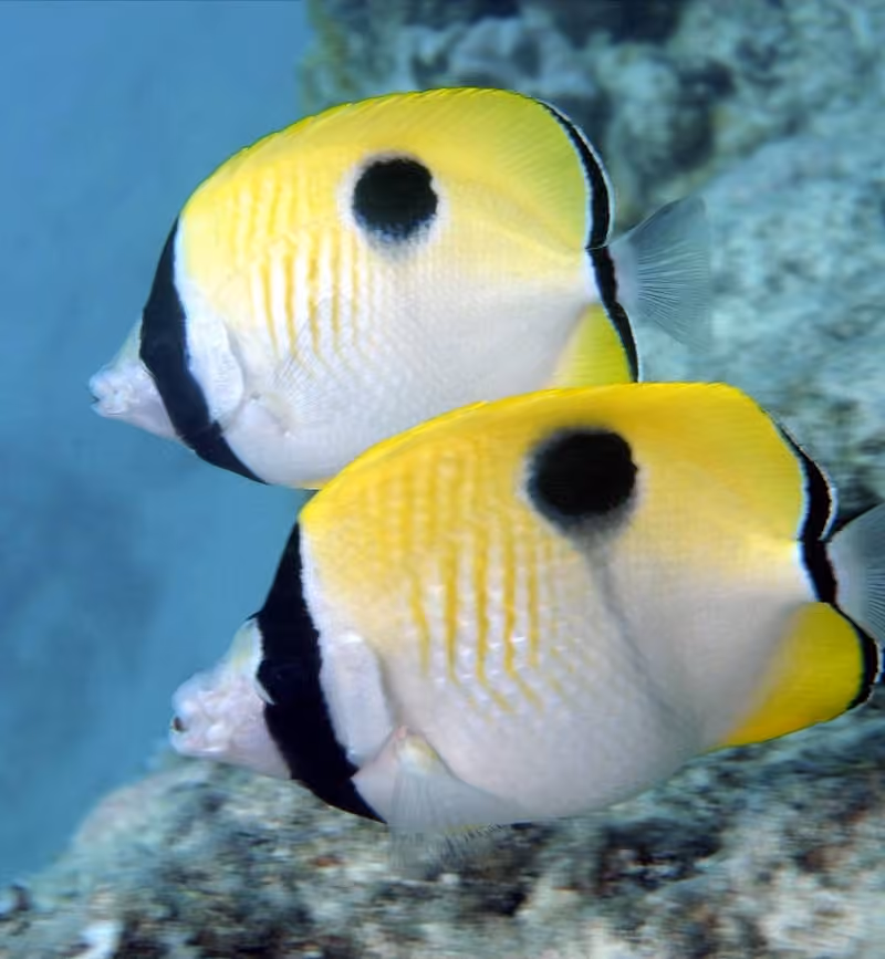 Dokumentasi Chaetodon unimaculatus