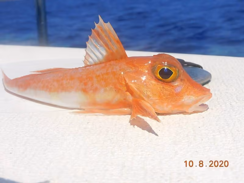 Dokumentasi Chelidonichthys cuculus