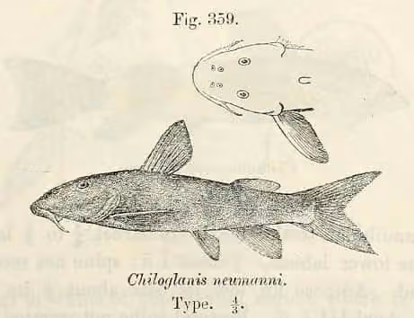 Lembar ilustrasi dokumenter Chiloglanis neumanni dengan beberapa gambar dan detail.