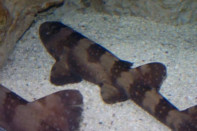 Dokumentasi Chiloscyllium plagiosum