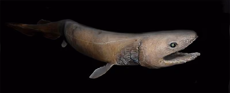 Dokumentasi Chlamydoselachus anguineus
