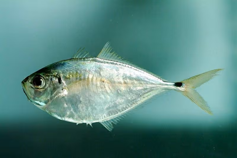 Dokumentasi Chloroscombrus chrysurus
