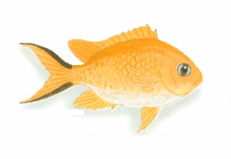 Dokumentasi Chromis ternatensis