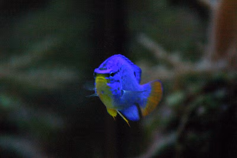 Dokumentasi Chrysiptera cyanea
