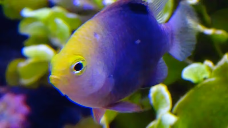 Dokumentasi Chrysiptera talboti