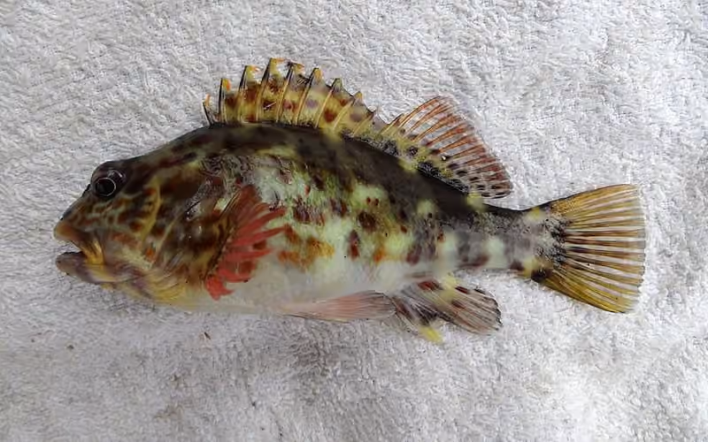 Dokumentasi Cirrhitus pinnulatus