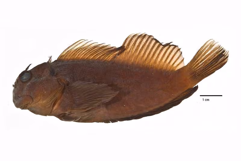 Dokumentasi Cirripectes gilberti