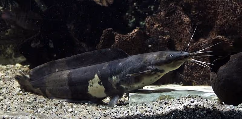 Dokumentasi Clarias batrachus