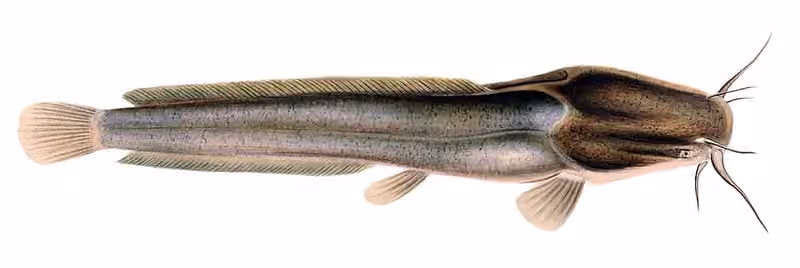 Ilustrasi dokumenter Clarias gariepinus.