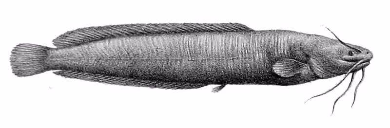 Ilustrasi dokumenter Clarias liocephalus.