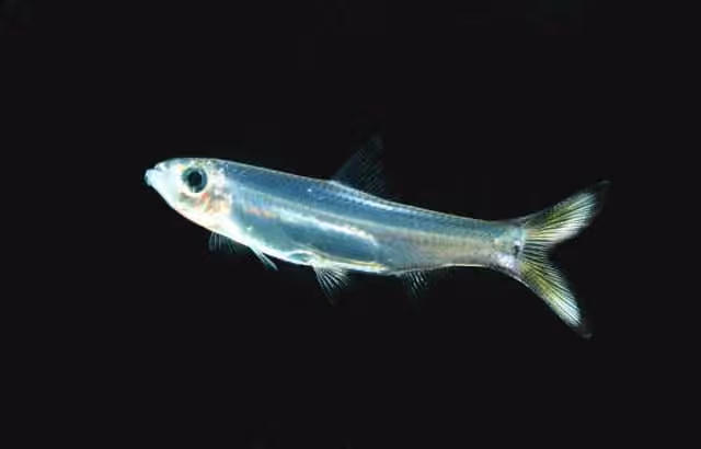 Dokumentasi Clupeoides borneensis