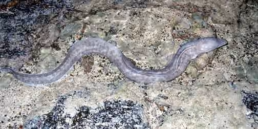 Dokumentasi Conger cinereus