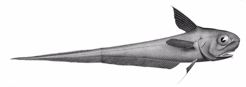 Ilustrasi dokumenter Coryphaenoides rupestris.