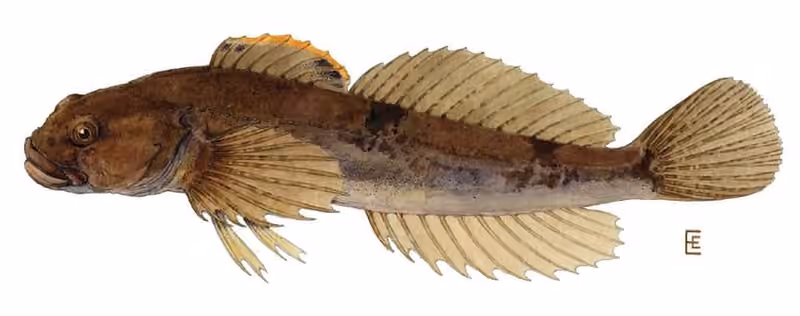 Ilustrasi dokumenter Cottus cognatus.
