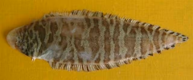 Dokumentasi Cynoglossus puncticeps