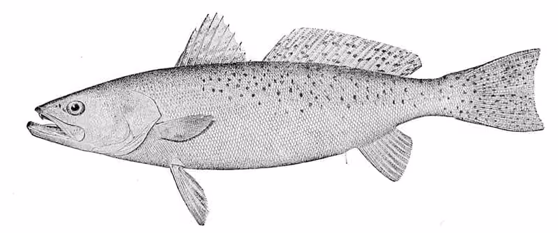 Ilustrasi dokumenter Cynoscion nebulosus.