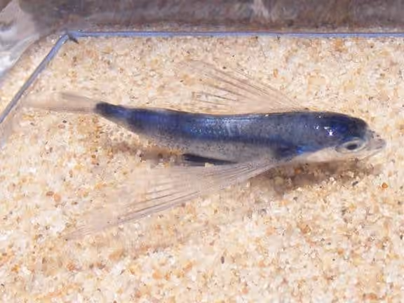 Dokumentasi Cypselurus oligolepis