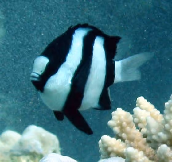 Dokumentasi Dascyllus aruanus
