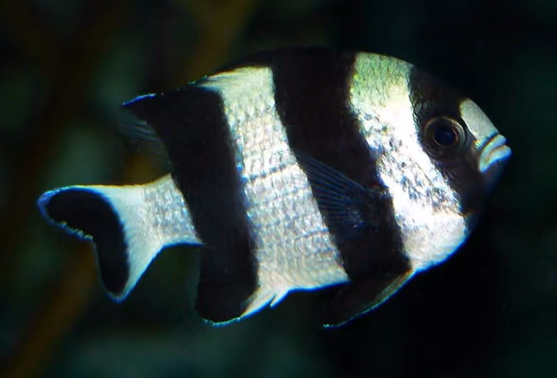 Dokumentasi Dascyllus melanurus