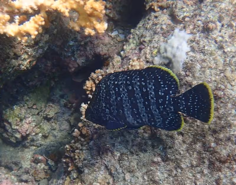 Dokumentasi Dermatolepis dermatolepis