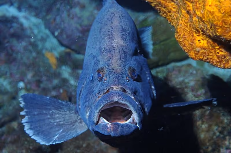 Bagian kepala Dermatolepis inermis dalam foto.
