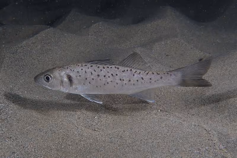 Dokumentasi Dicentrarchus labrax
