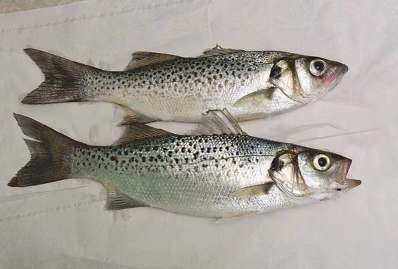 Dokumentasi Dicentrarchus punctatus