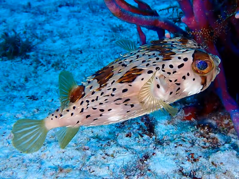 Dokumentasi Diodon holocanthus