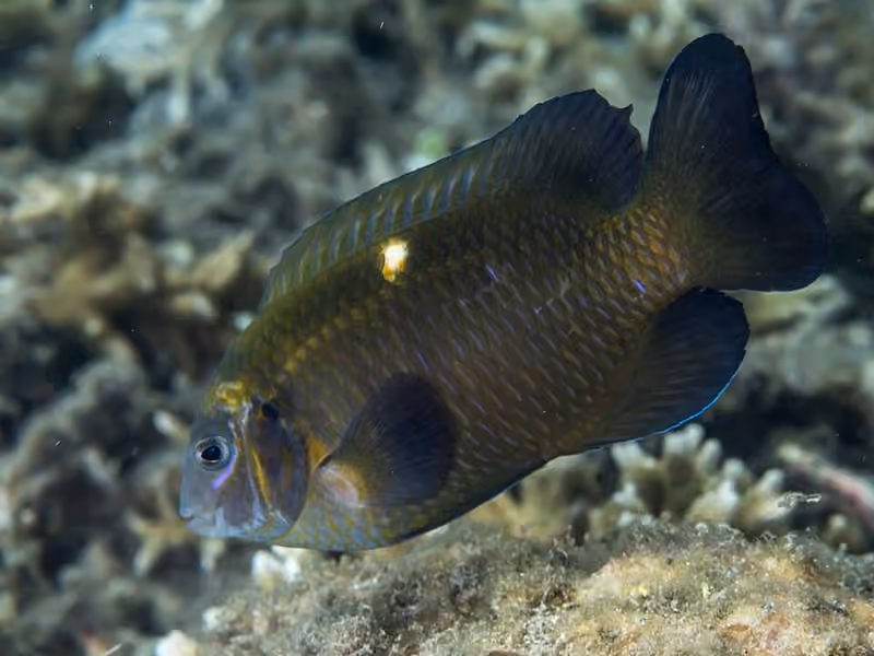 Dokumentasi Dischistodus chrysopoecilus