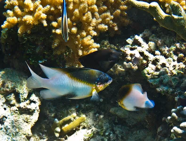 Dokumentasi Dischistodus melanotus