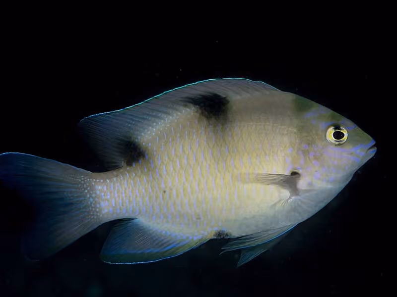 Dokumentasi Dischistodus perspicillatus