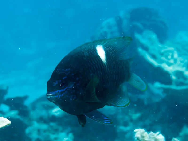 Dokumentasi Dischistodus pseudochrysopoecilus