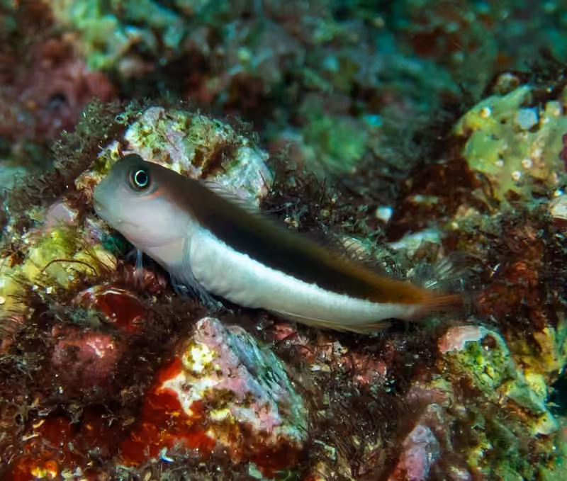 Dokumentasi Ecsenius bicolor