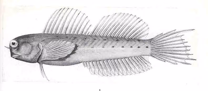 Ilustrasi dokumenter Ecsenius mandibularis.
