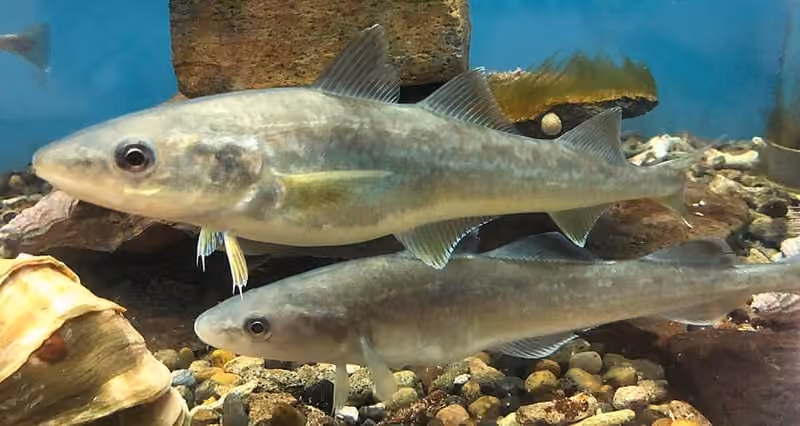 Dokumentasi Eleginus gracilis