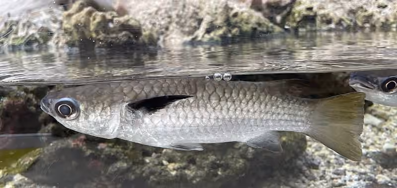 Dokumentasi Ellochelon vaigiensis