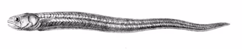 Ilustrasi dokumenter Encheliophis homei.