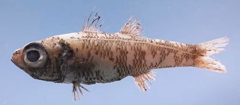 Dokumentasi Epigonus denticulatus