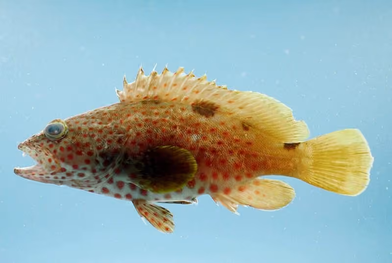 Dokumentasi Epinephelus adscensionis