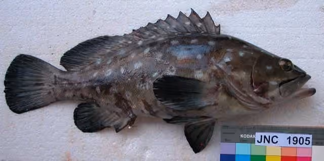 Dokumentasi Epinephelus coeruleopunctatus