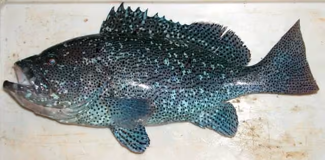 Dokumentasi Epinephelus cyanopodus