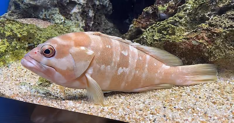 Dokumentasi Epinephelus fasciatus