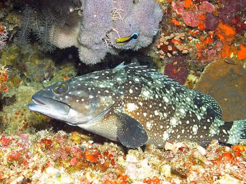 Dokumentasi Epinephelus howlandi