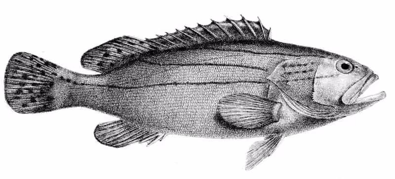 Ilustrasi dokumenter Epinephelus latifasciatus.