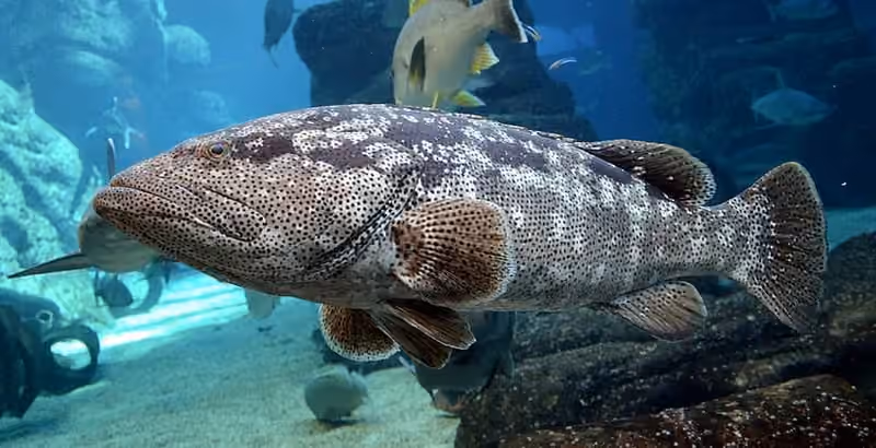 Dokumentasi Epinephelus malabaricus