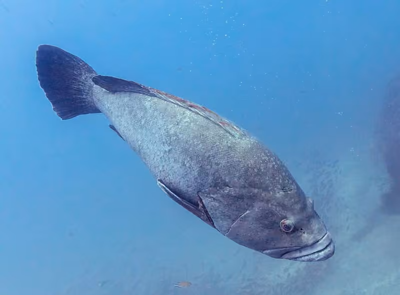 Dokumentasi Epinephelus marginatus