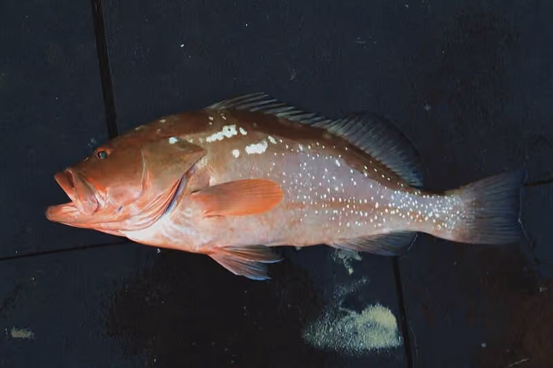 Dokumentasi Epinephelus morio