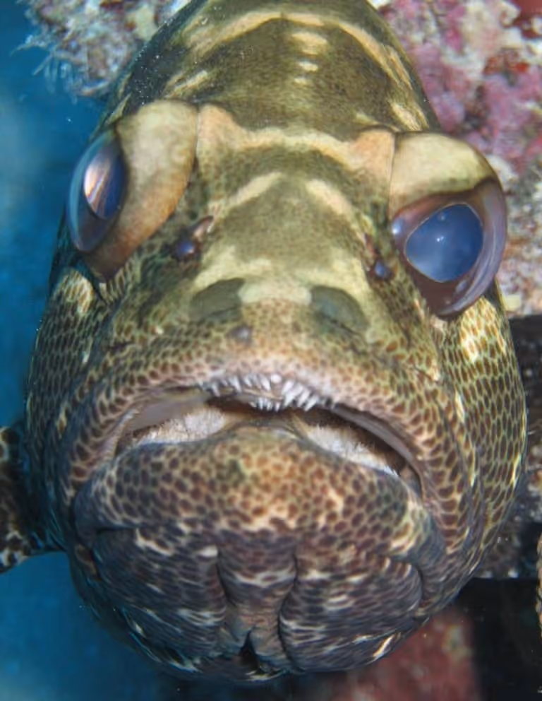 Dokumentasi Epinephelus polyphekadion